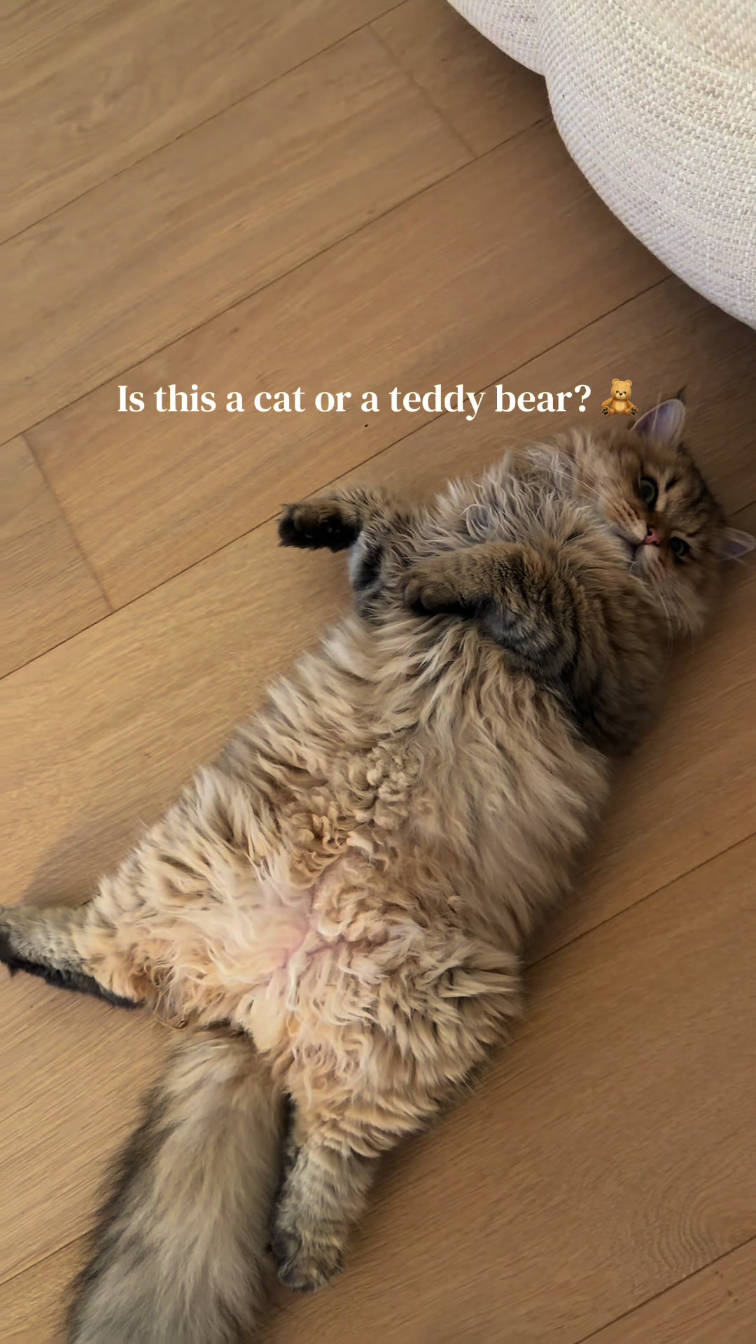 @Tommy the cat
