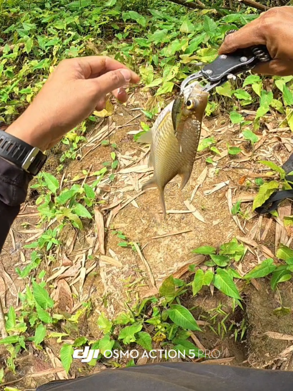 @Damz Strike Fishing
