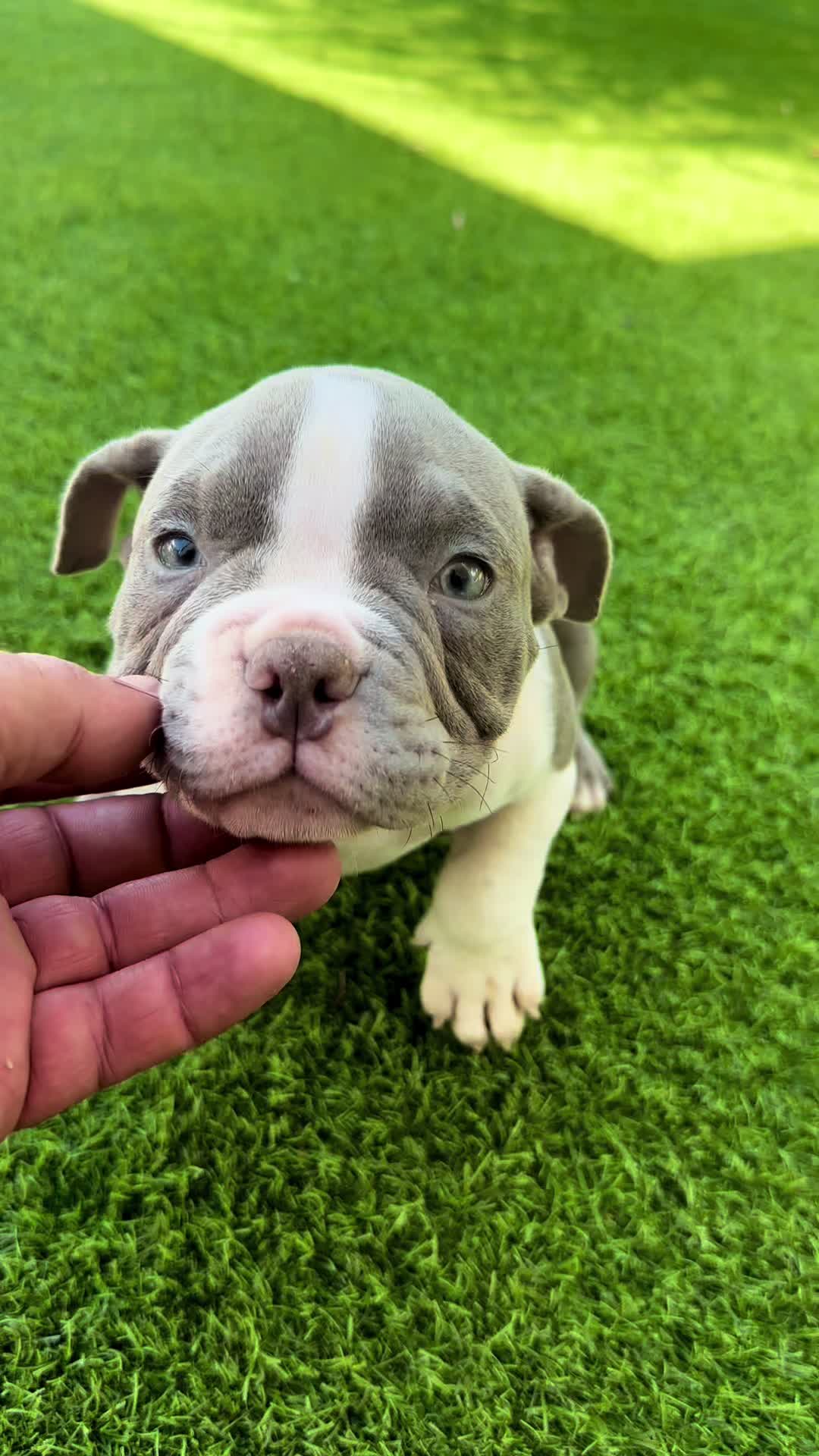 @Mascotas ,cachorritos bonitos