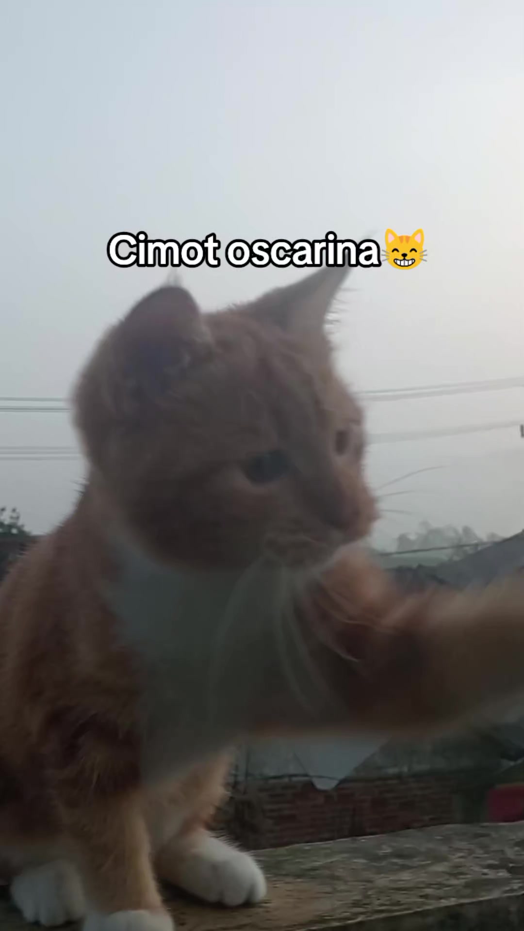 @Rizqi