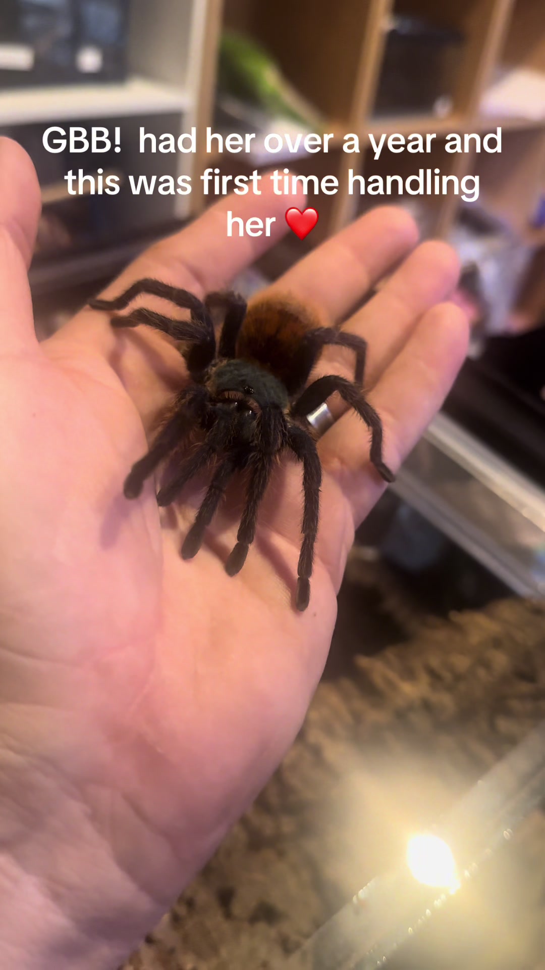 @The Spider Caravan