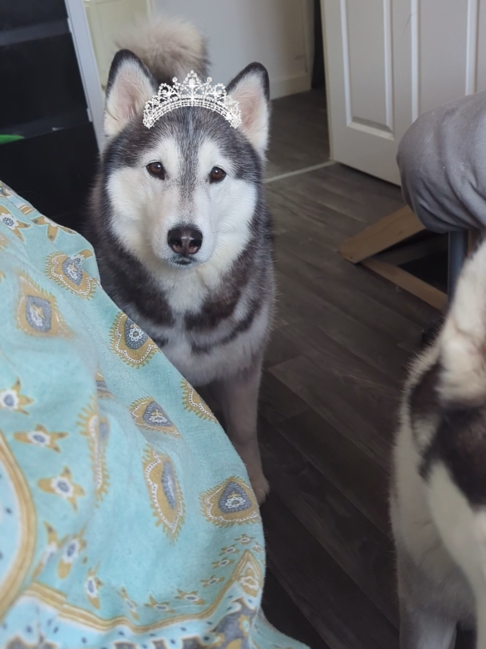 @Freya & Kuma