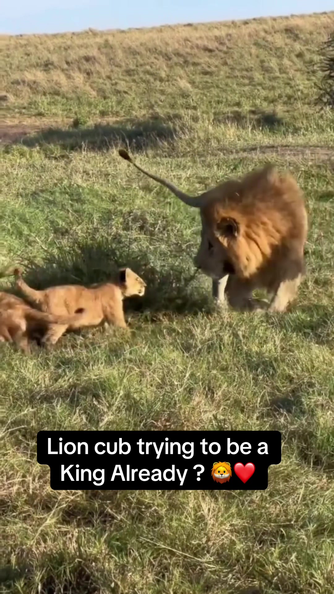@KJ@LoveAnimalsEpicNature