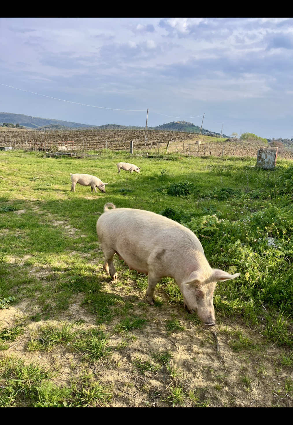 @Maremma Green Passion