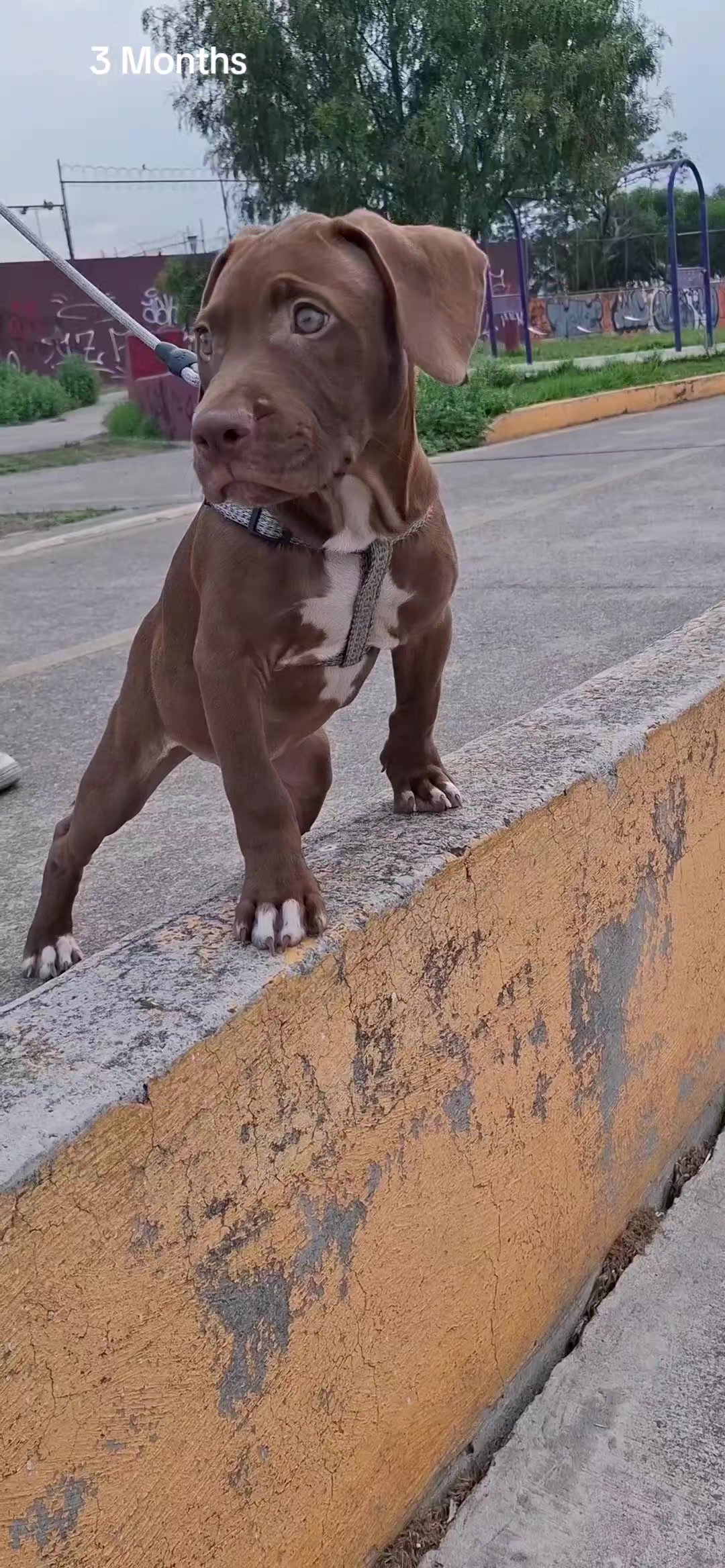 @TrueGamedogsMx214420