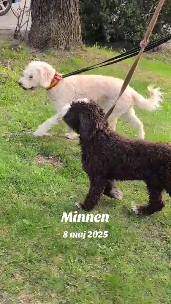 @🐾✨️mhdogs✨️🐾🇸🇪