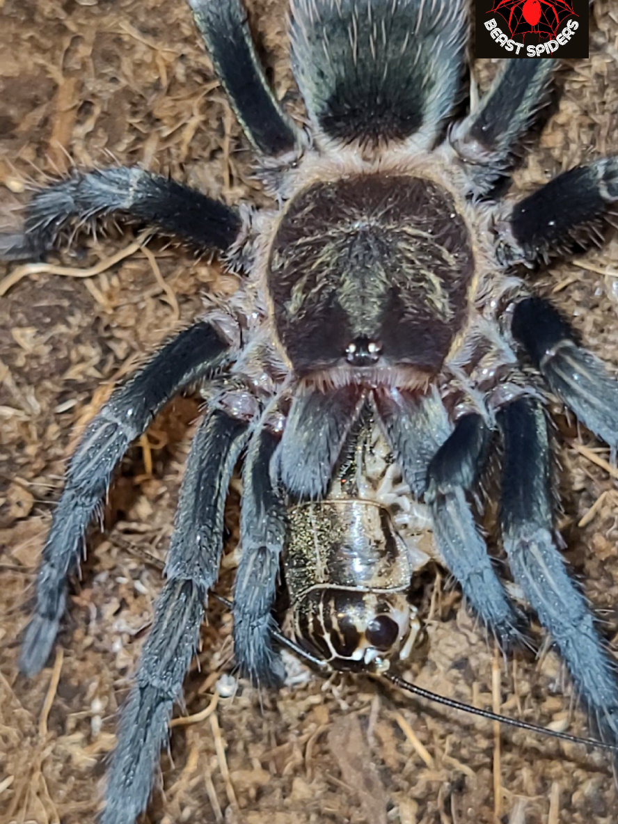 @Beast.spiders