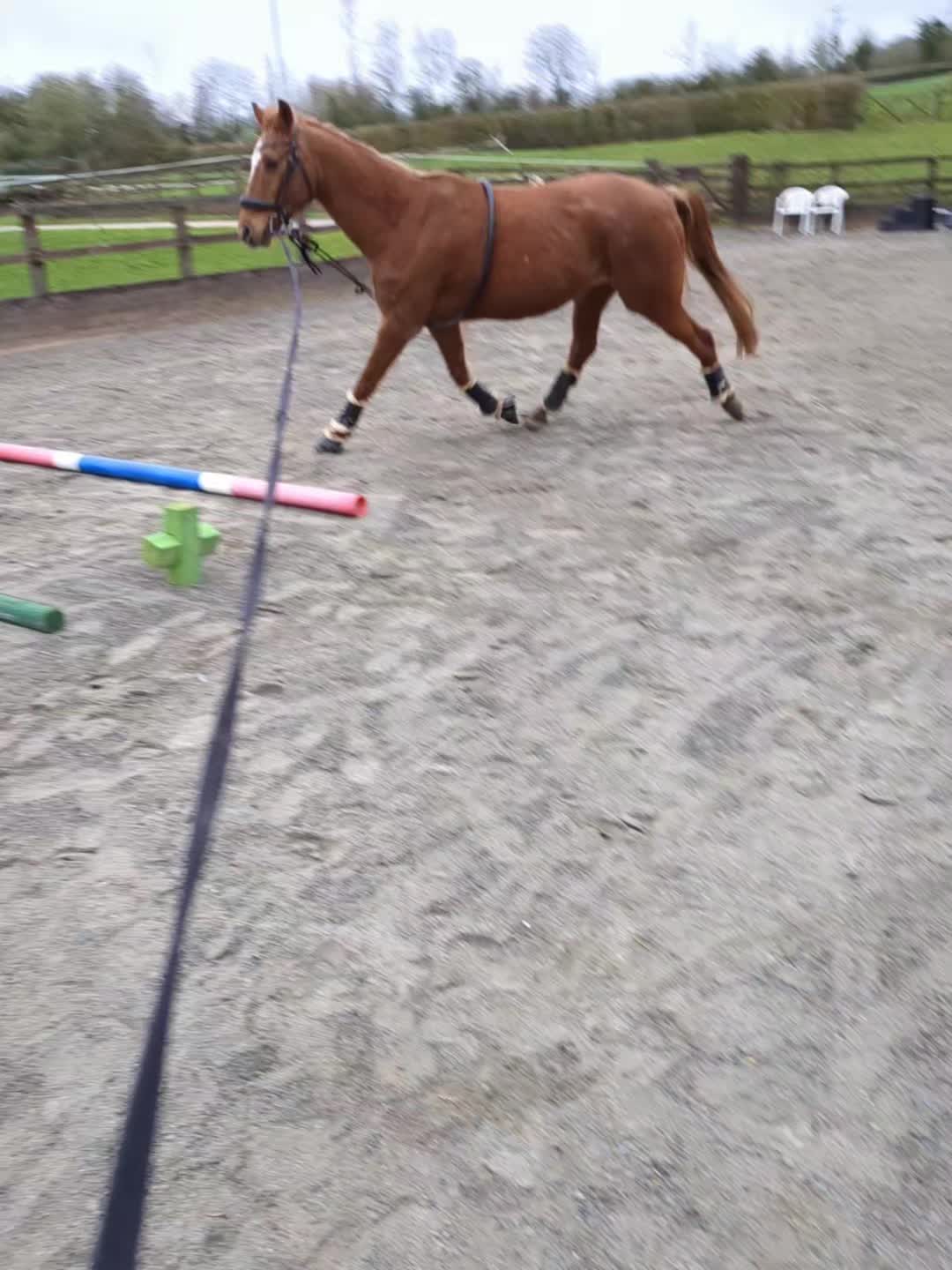 @ZB Equestrian