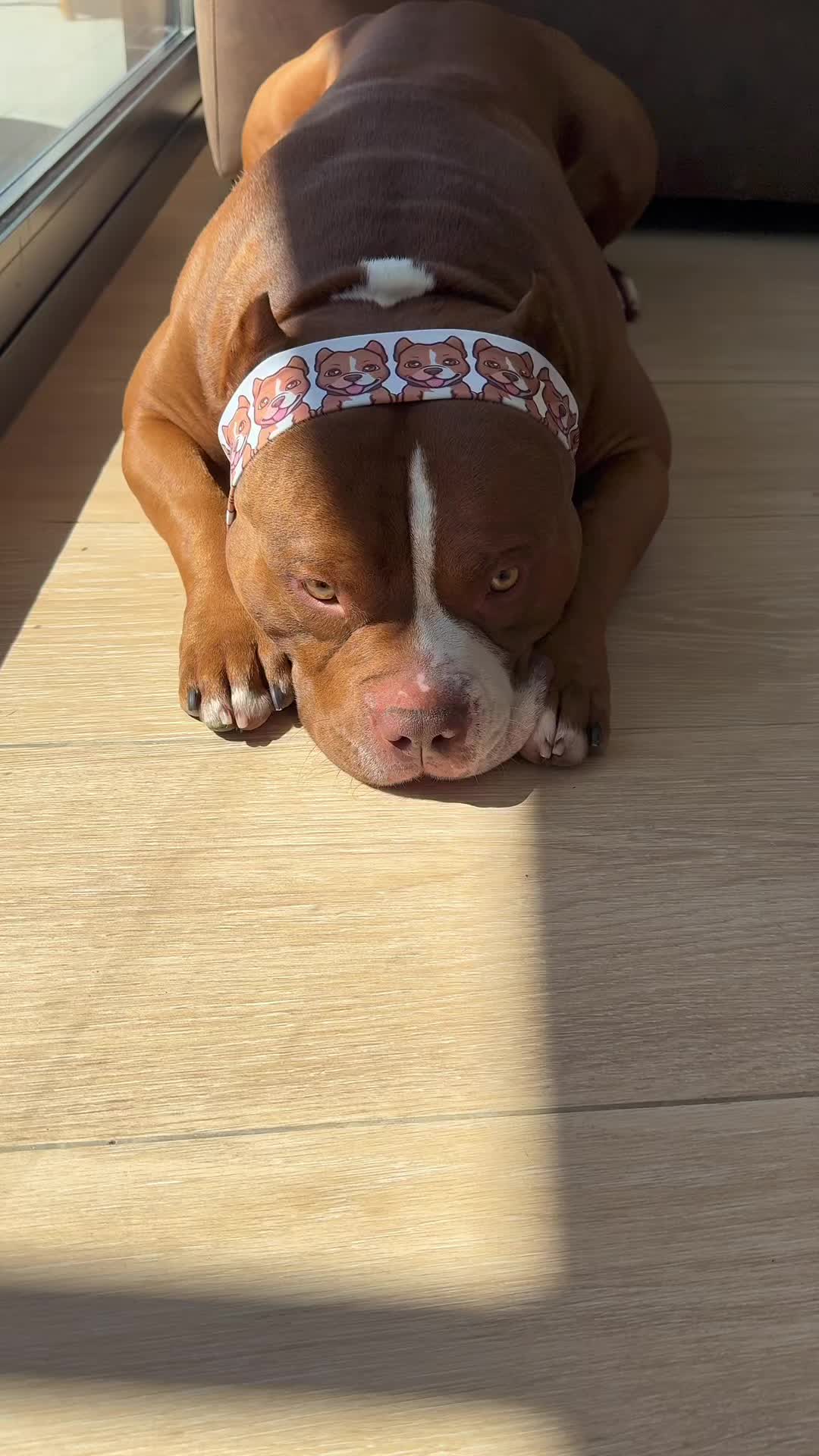 @Chocodogger