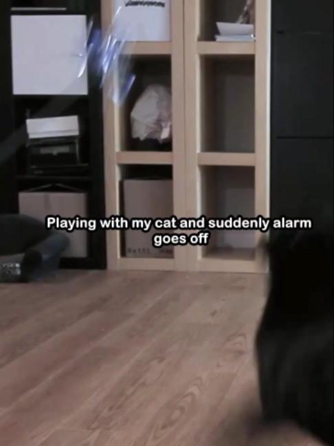 @Saving Paul the brave Cat!