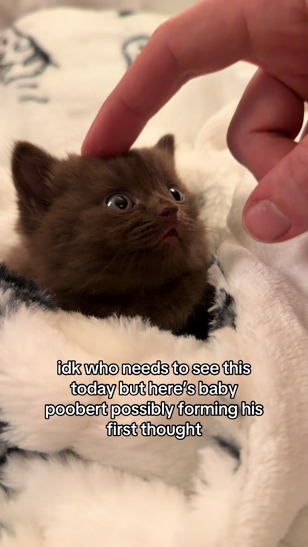 @honey butter chicken biscuit
