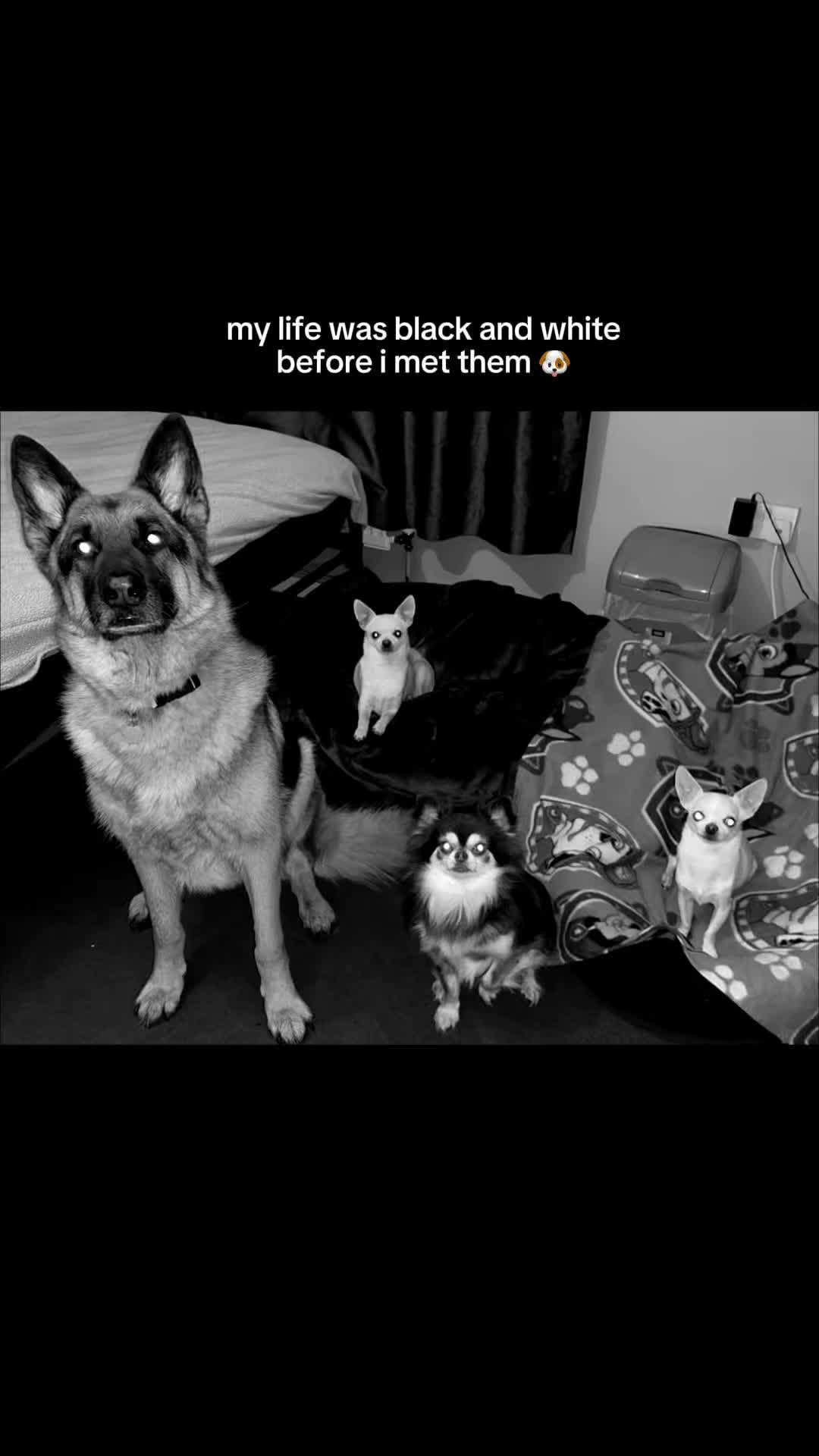 @🐶🪽Jess 🐶🪽
