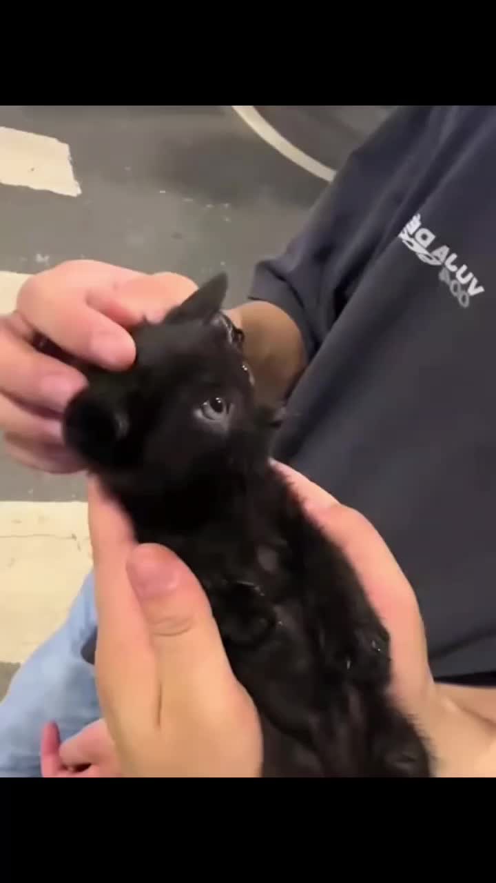 @Kitty Meow