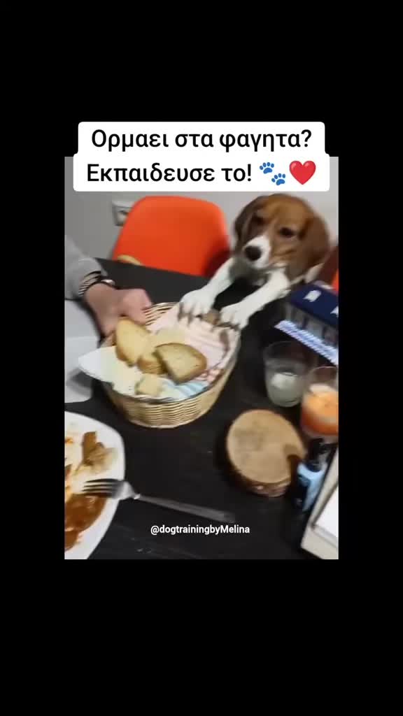 @dogtrainingbymelina