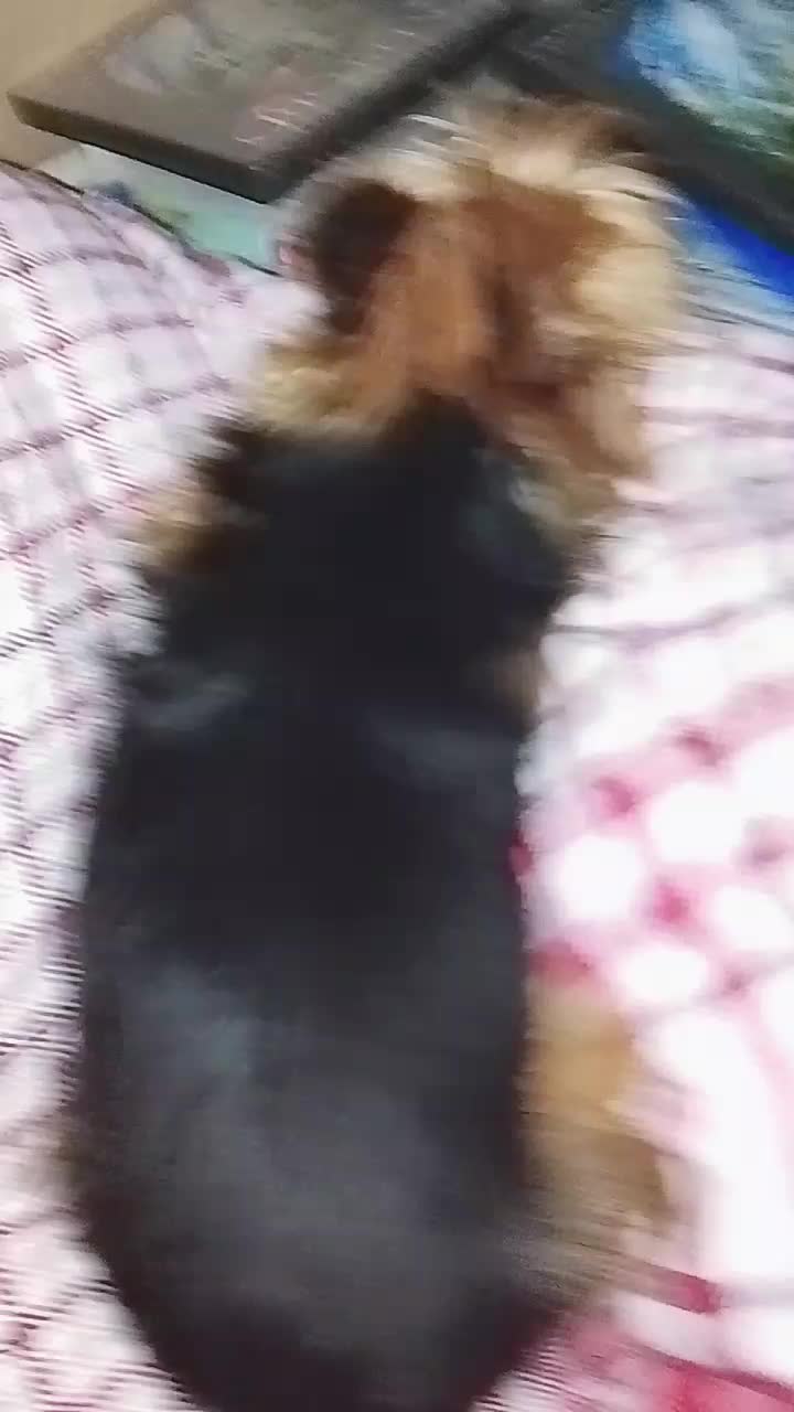 @petfamily4
