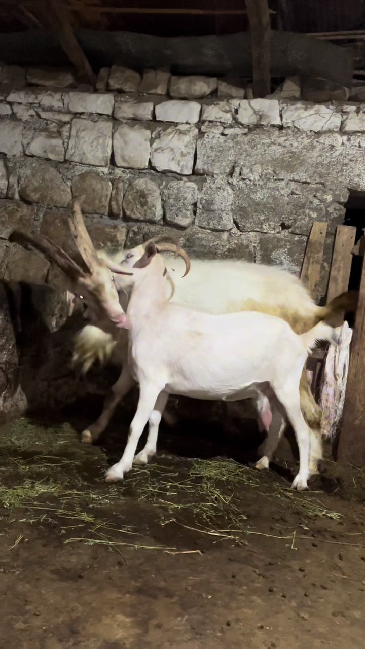 @Goat Farme🐐❤️