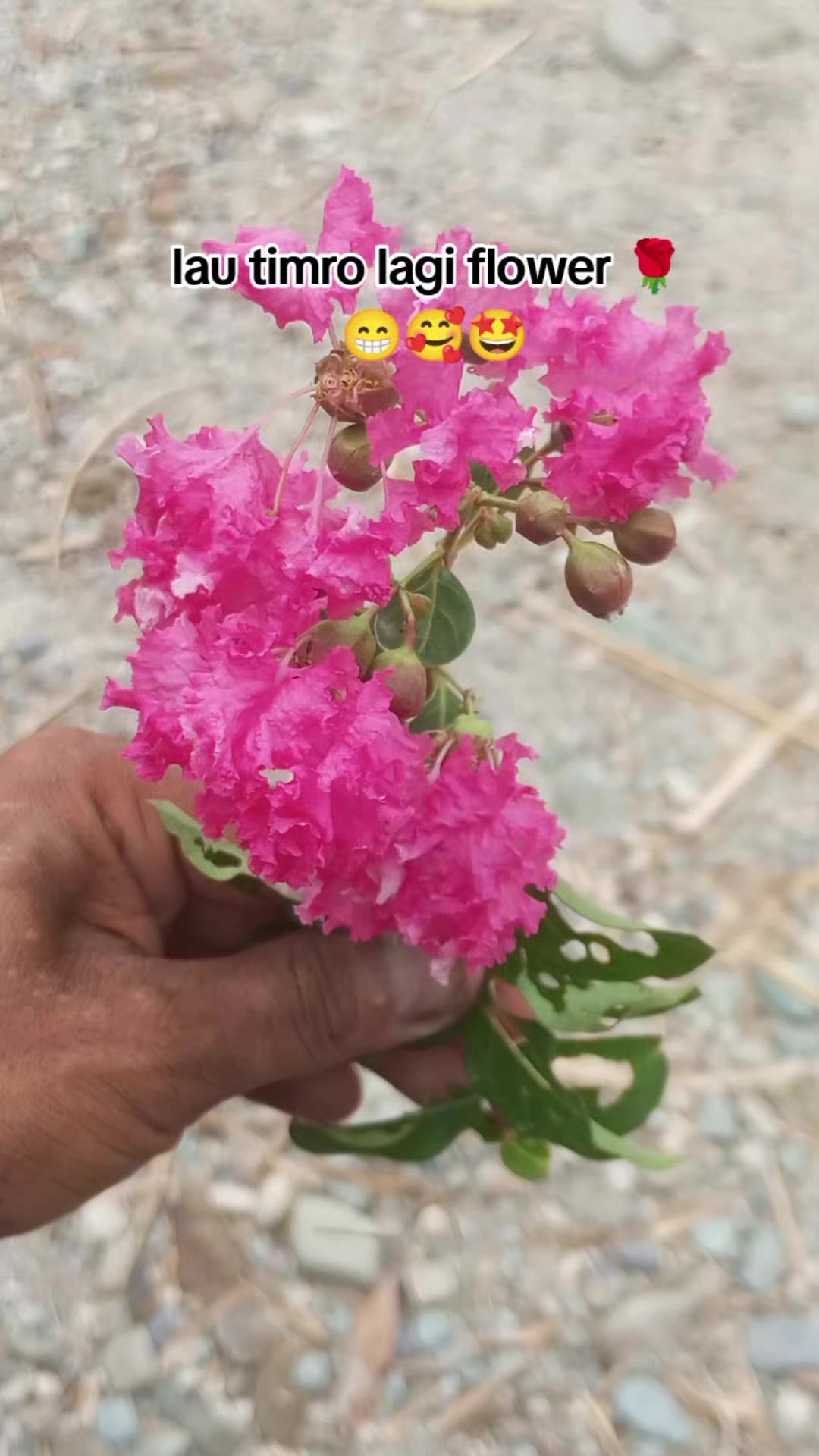 @Kaushal karki