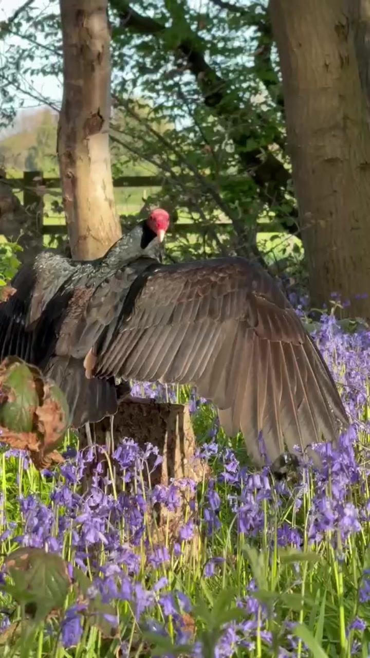 @Kent Falconry Centre