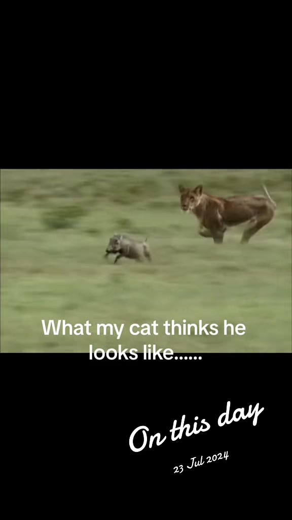 @Gus & Sully Maine Coon Boys