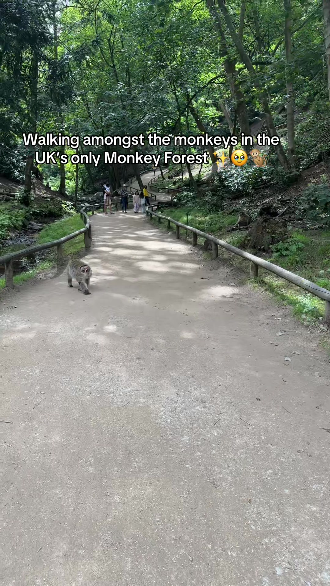 @Monkey Forest