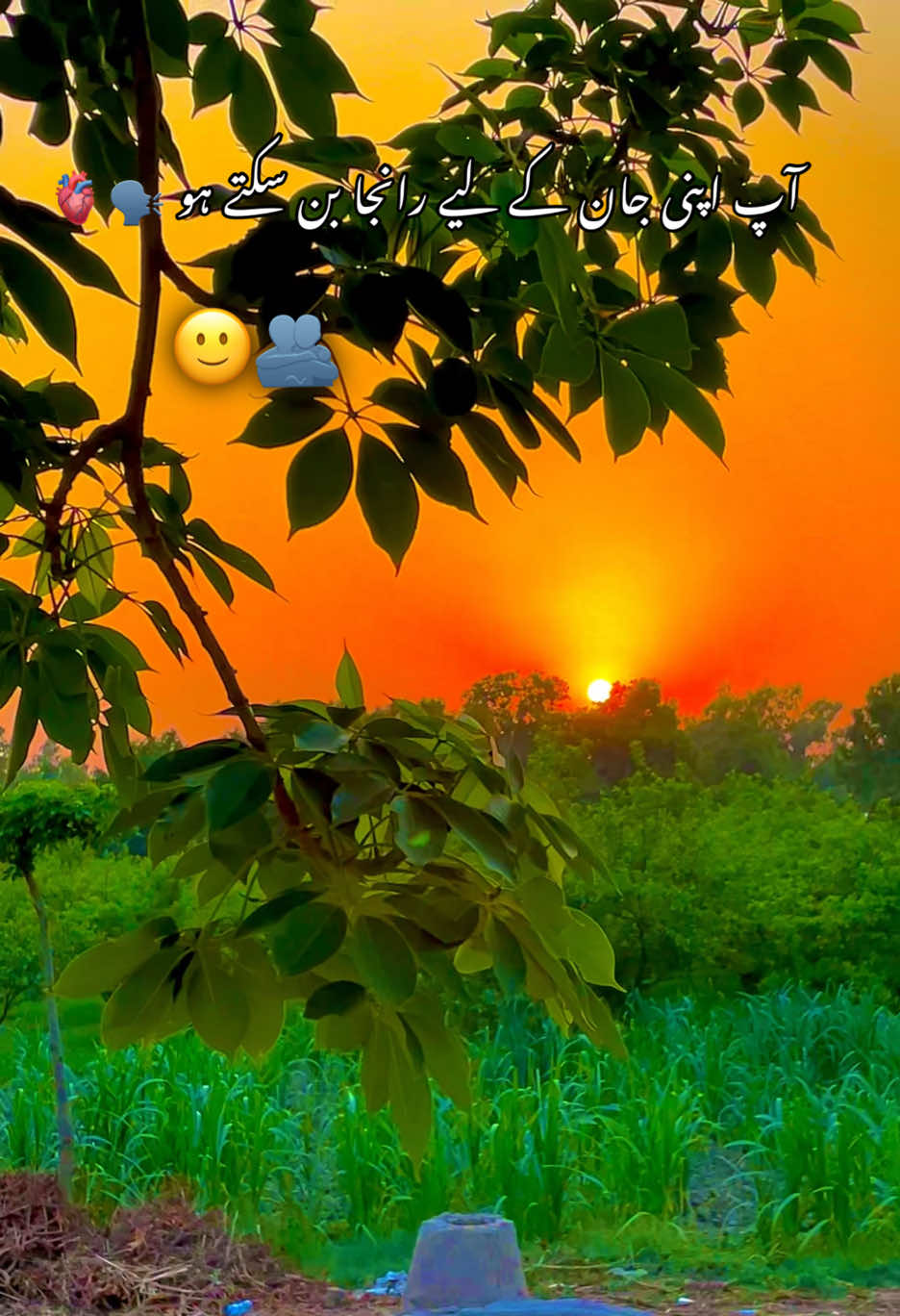 @🌱اویس میئو😎
