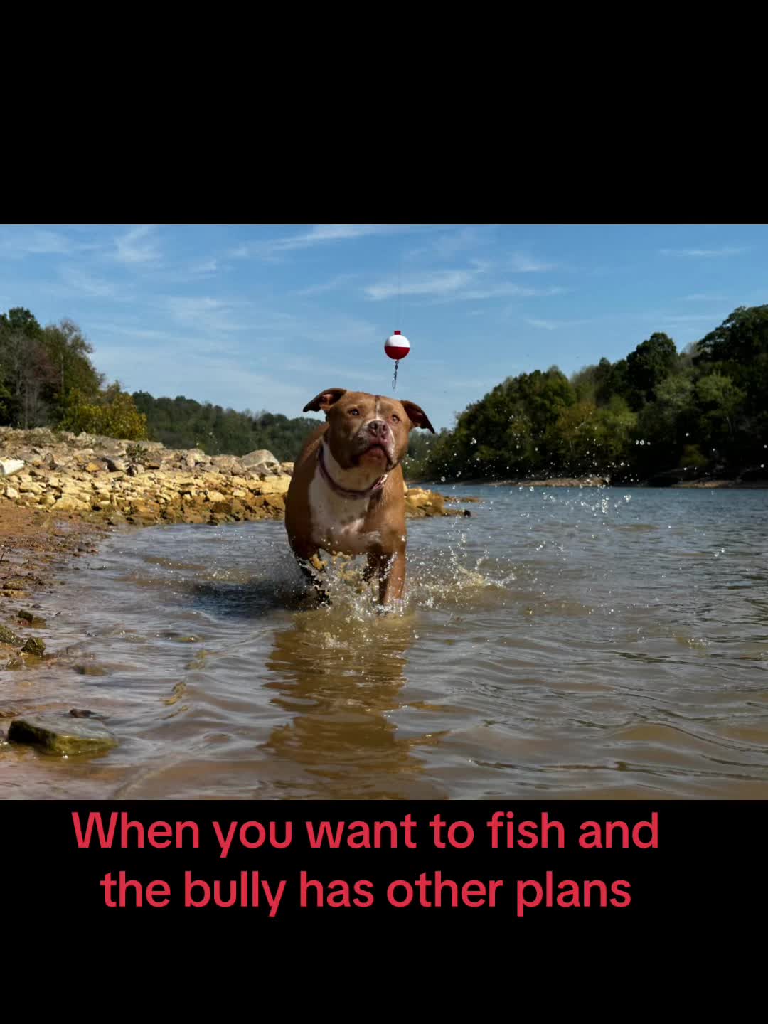 @Cc