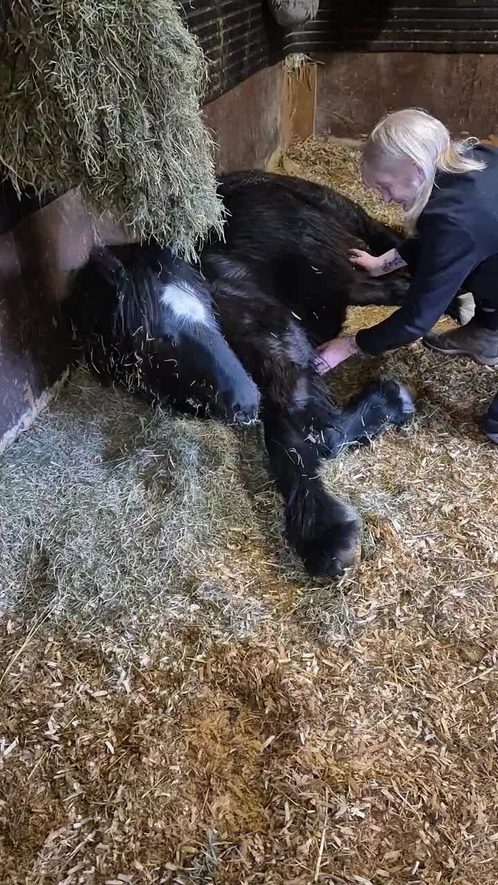 @Alfiepony