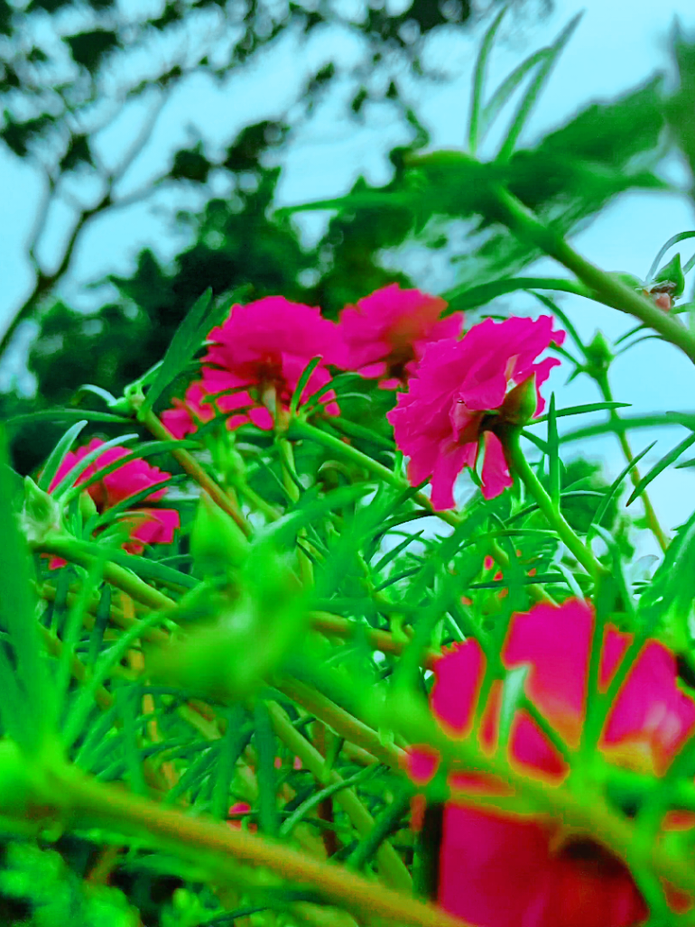 @🪺🦋বাংলার প্রকৃতি 🌾🌹