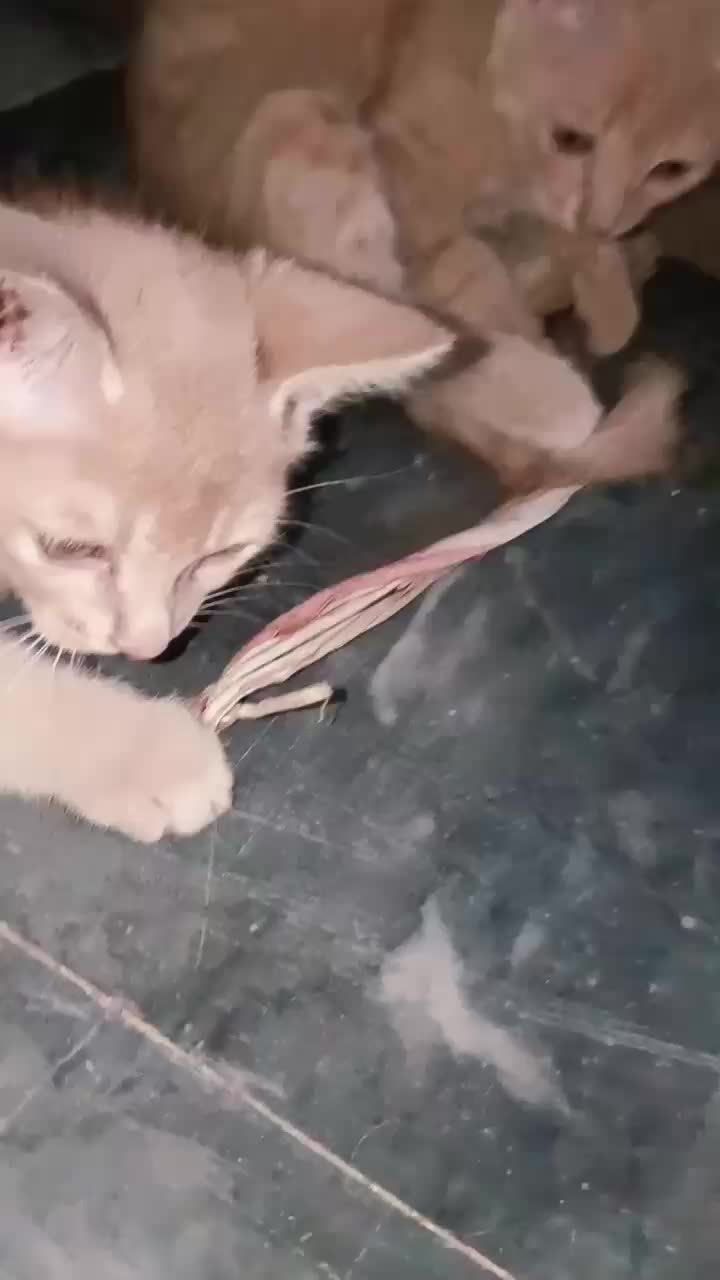 @cutecatlover8172