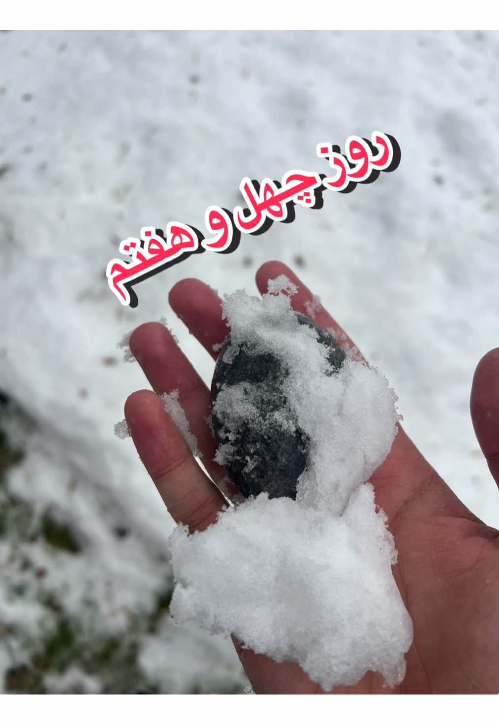 @قلی | یه حیوون خونگی متفاوت