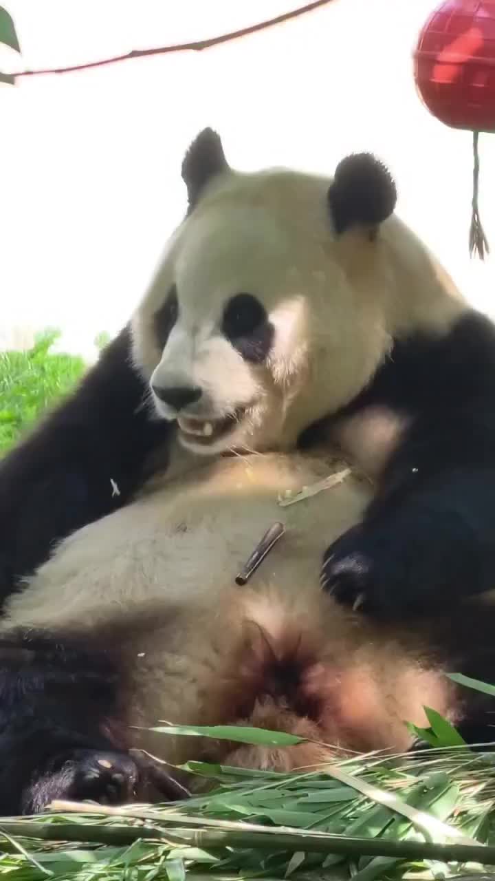 @pandy_pandaa