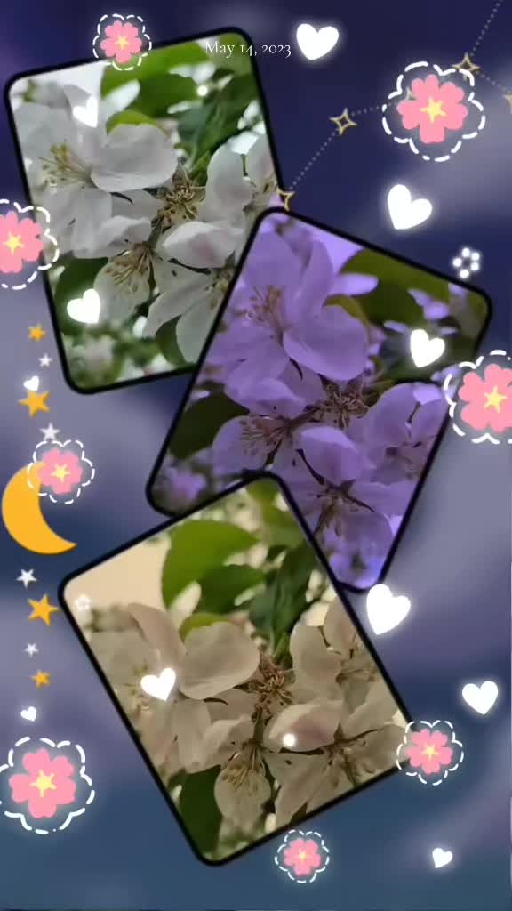 @🌹shapla🌹