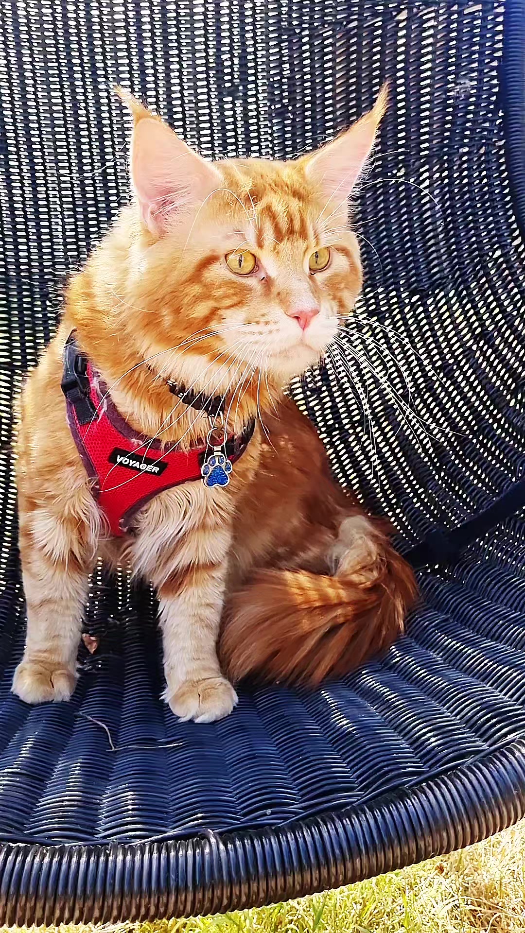 @Dollzuki Maine Coons