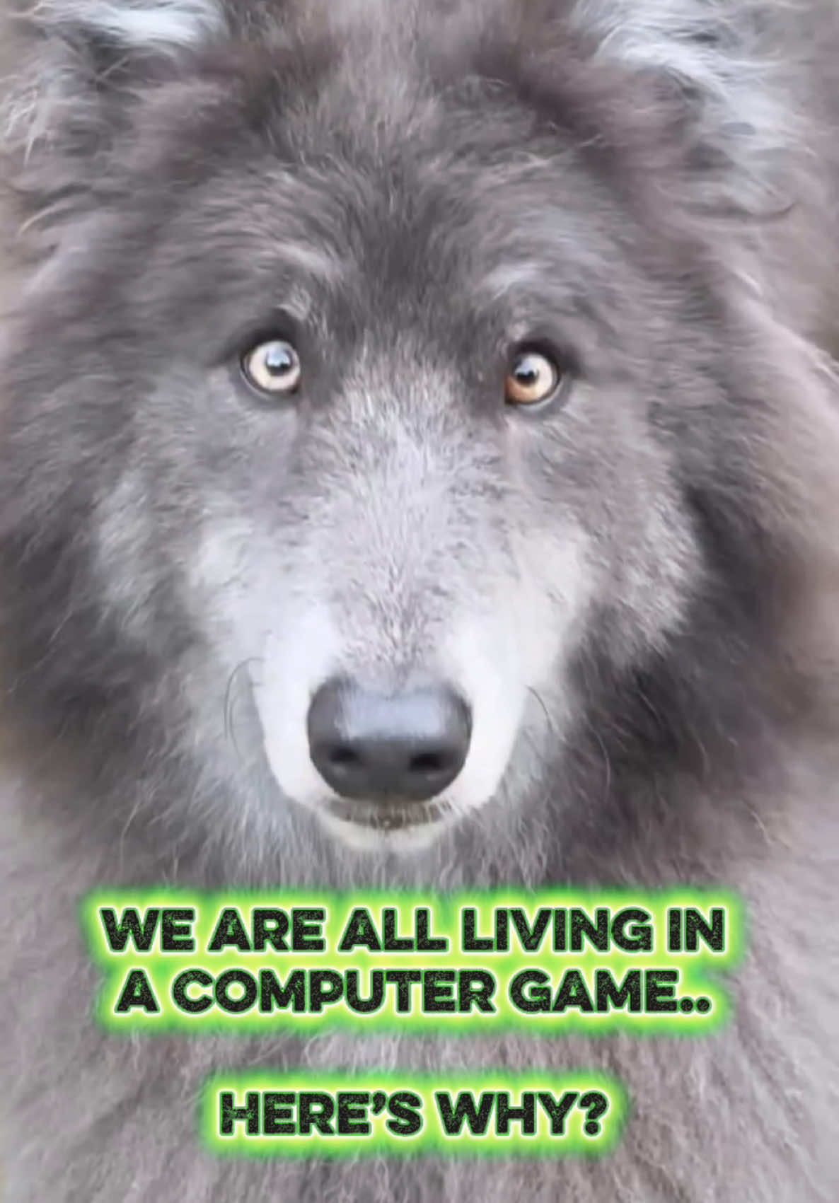 @My Blue Wolf