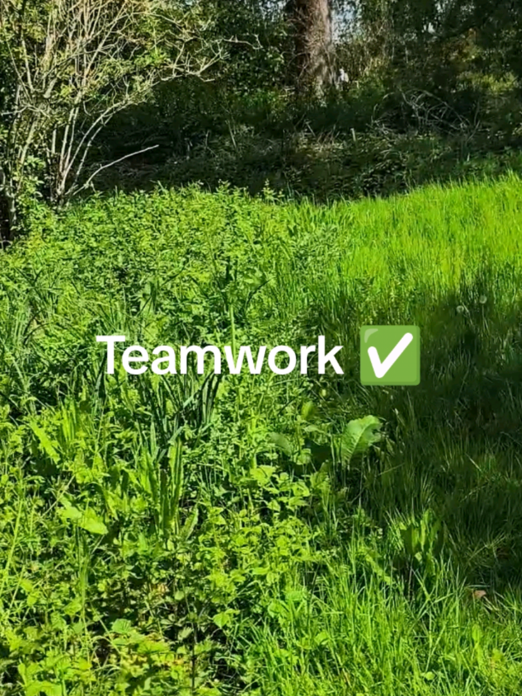 @Teamwork