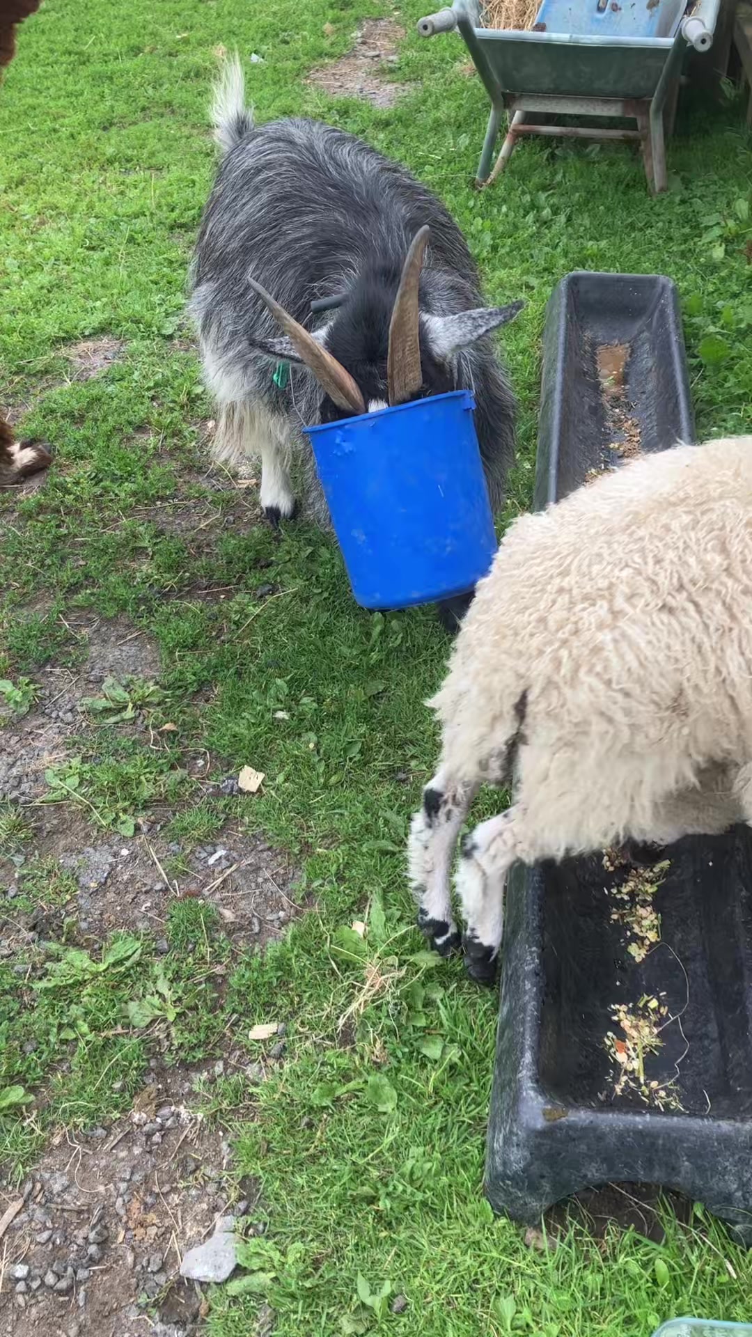 @Willowlanealpacas