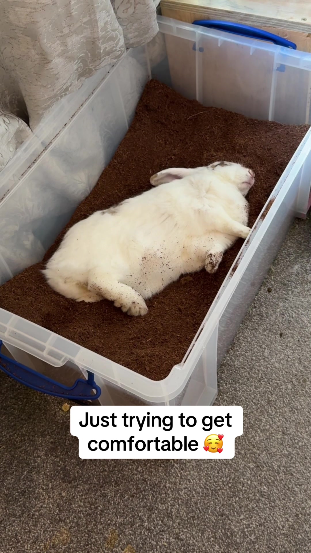 @Bun, two, three, four
