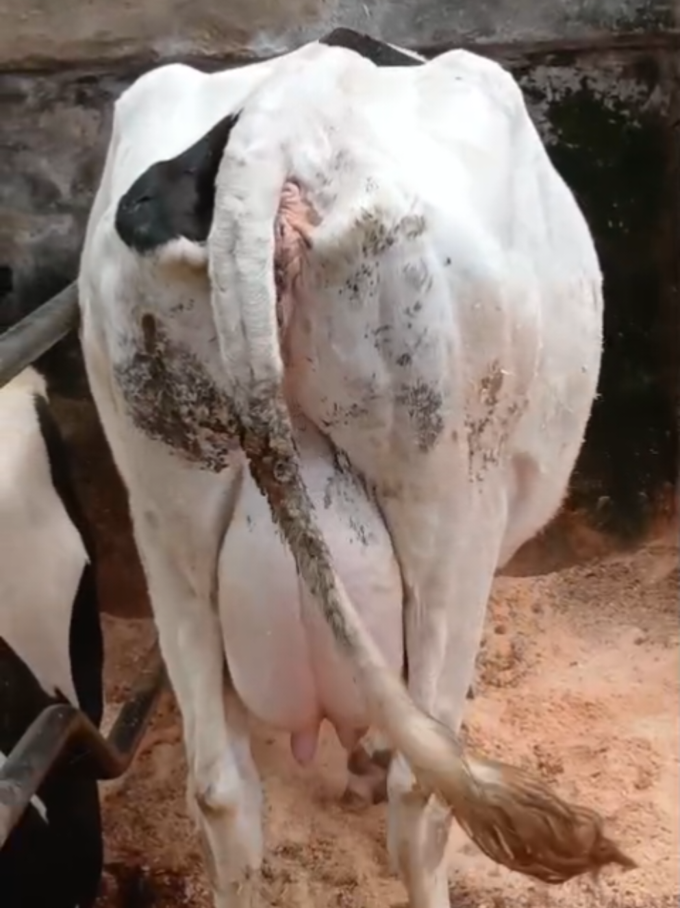 @Daily Dairy Farm Ke