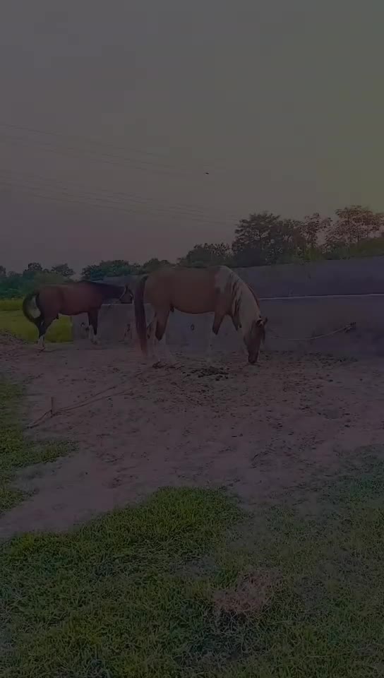 @مہر عامر سہیل لک🐎🏆🥂