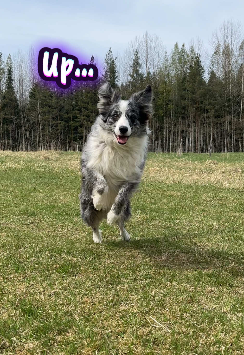 @bordercollieMuse