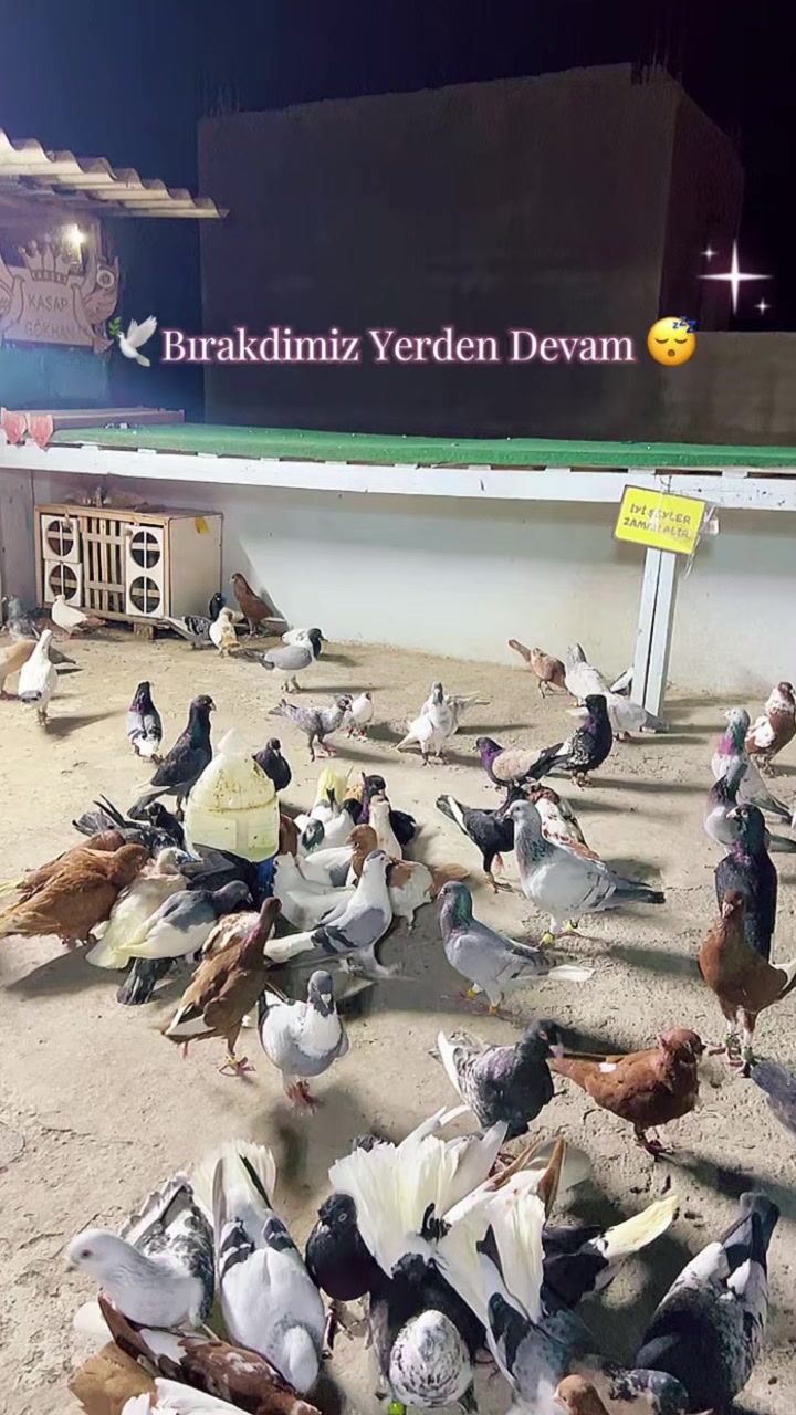 @🕊️ⓀⒶⓈⒶⓅ ⒼⓄⓀⒽⒶⓃ🕊️
