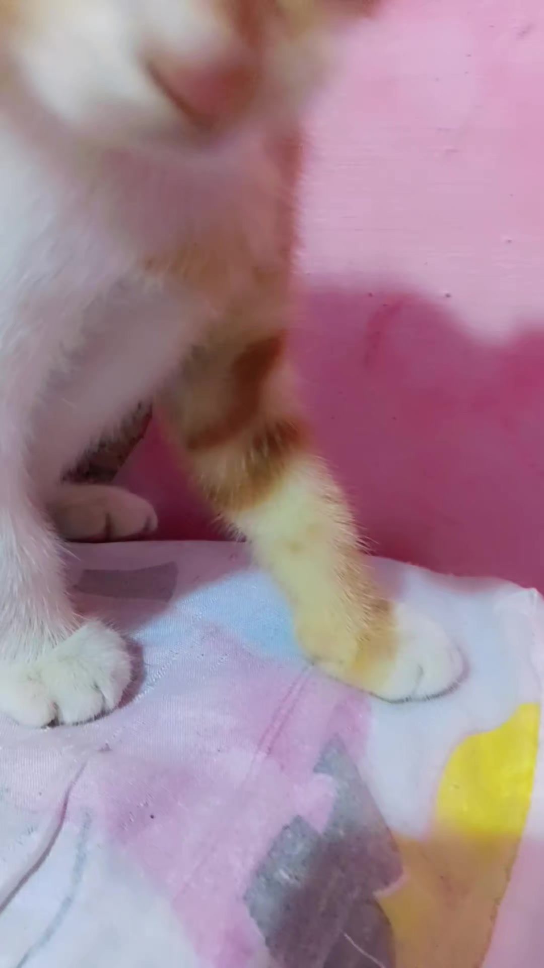 @Aini Nani