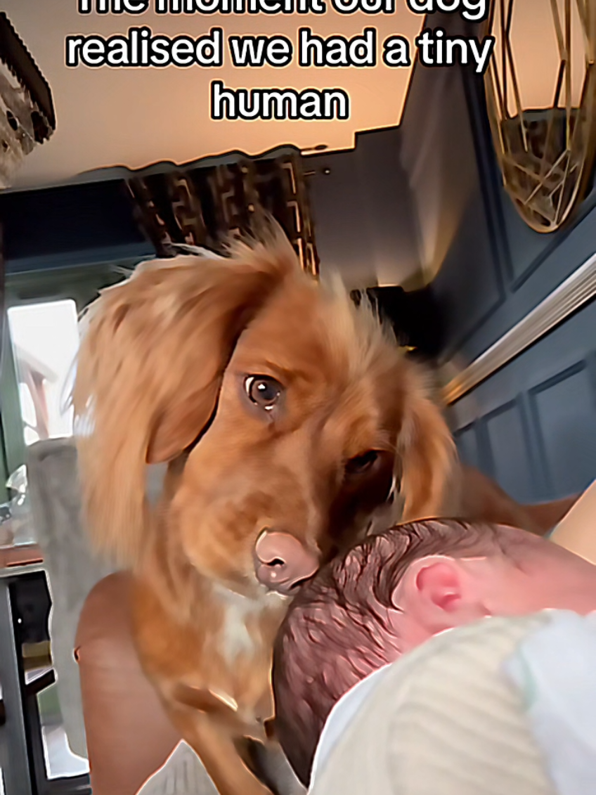 @dogmomentsdaily