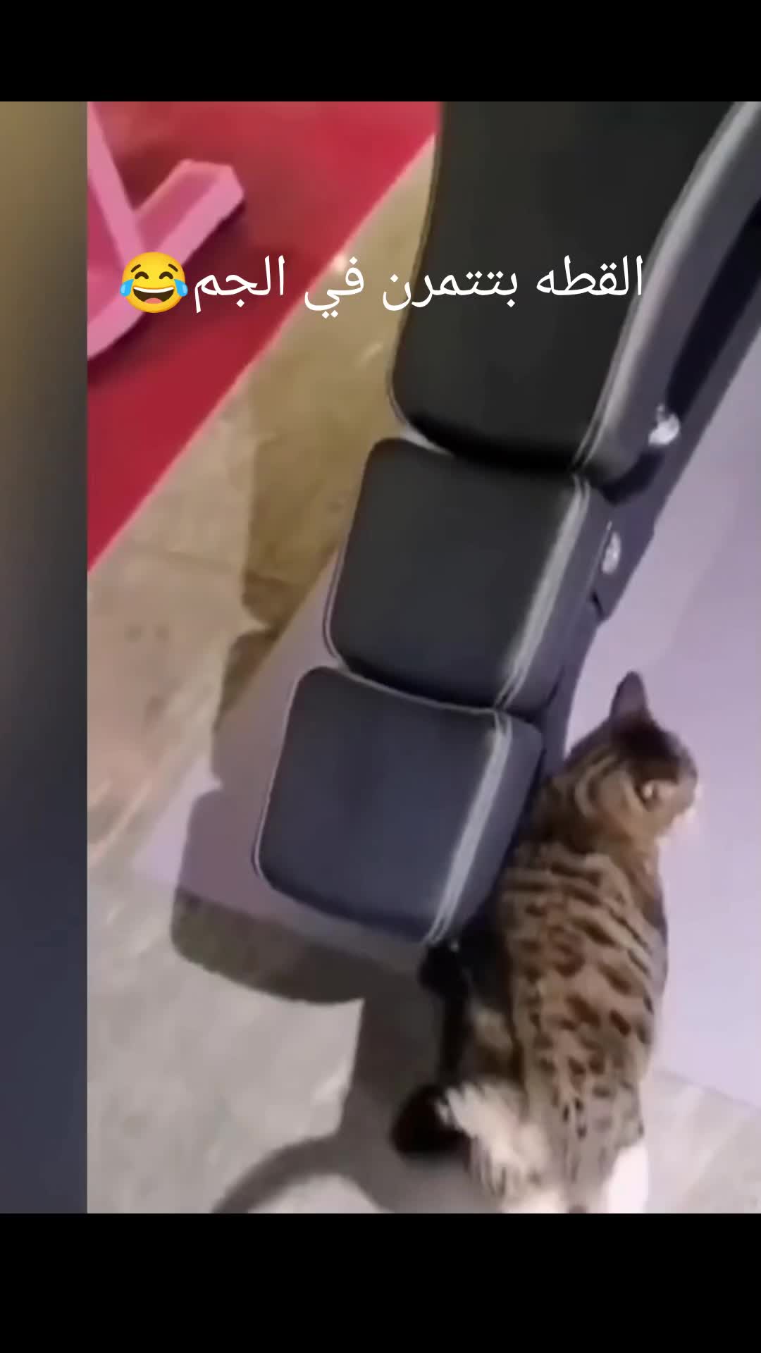 @مصطفى ابو علي