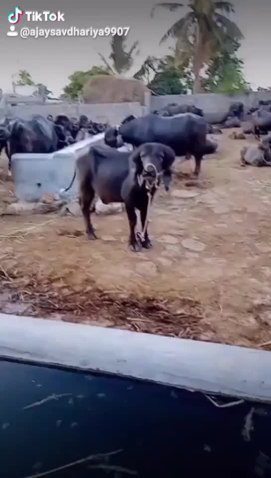 @Mr. Maldhari 9907