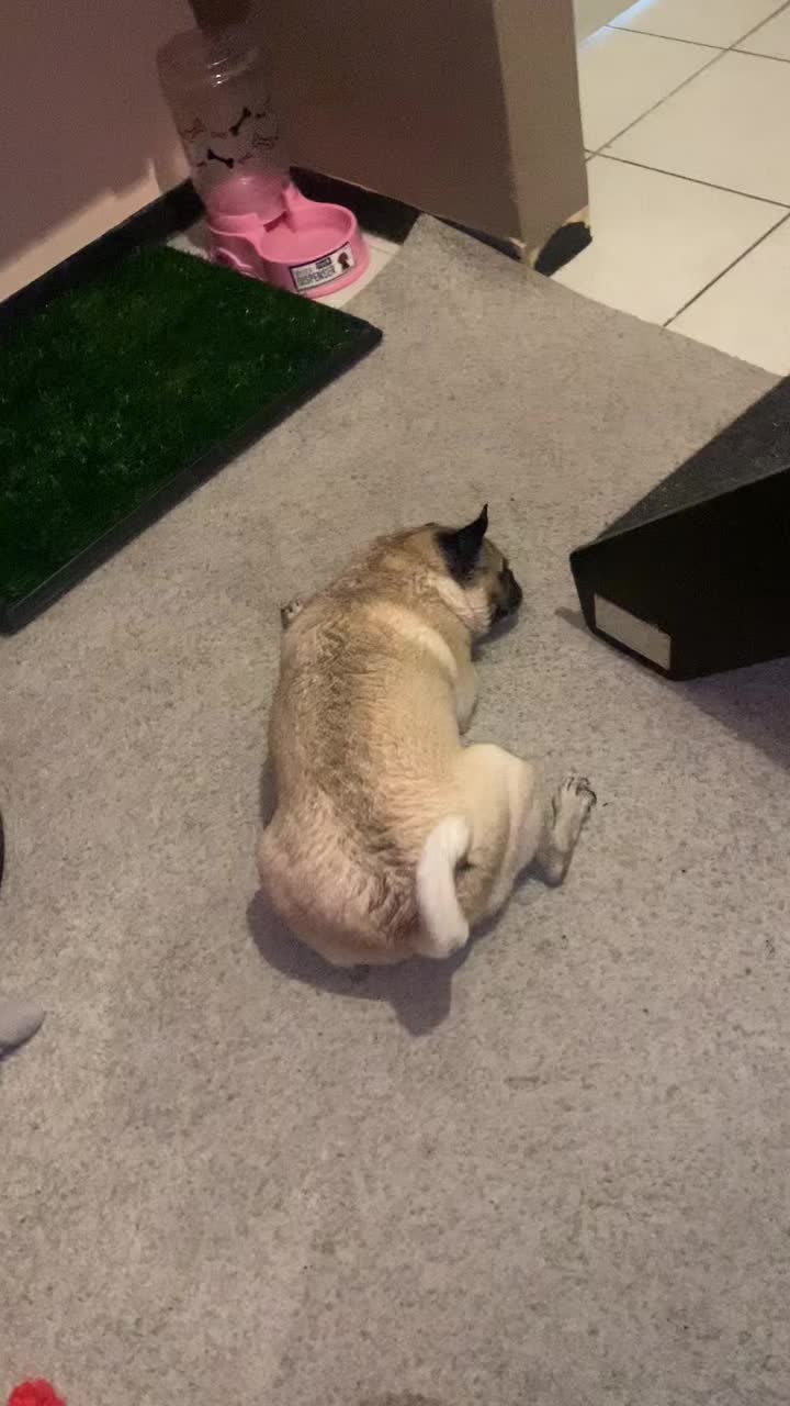 @En Memoria de Ninna Pug