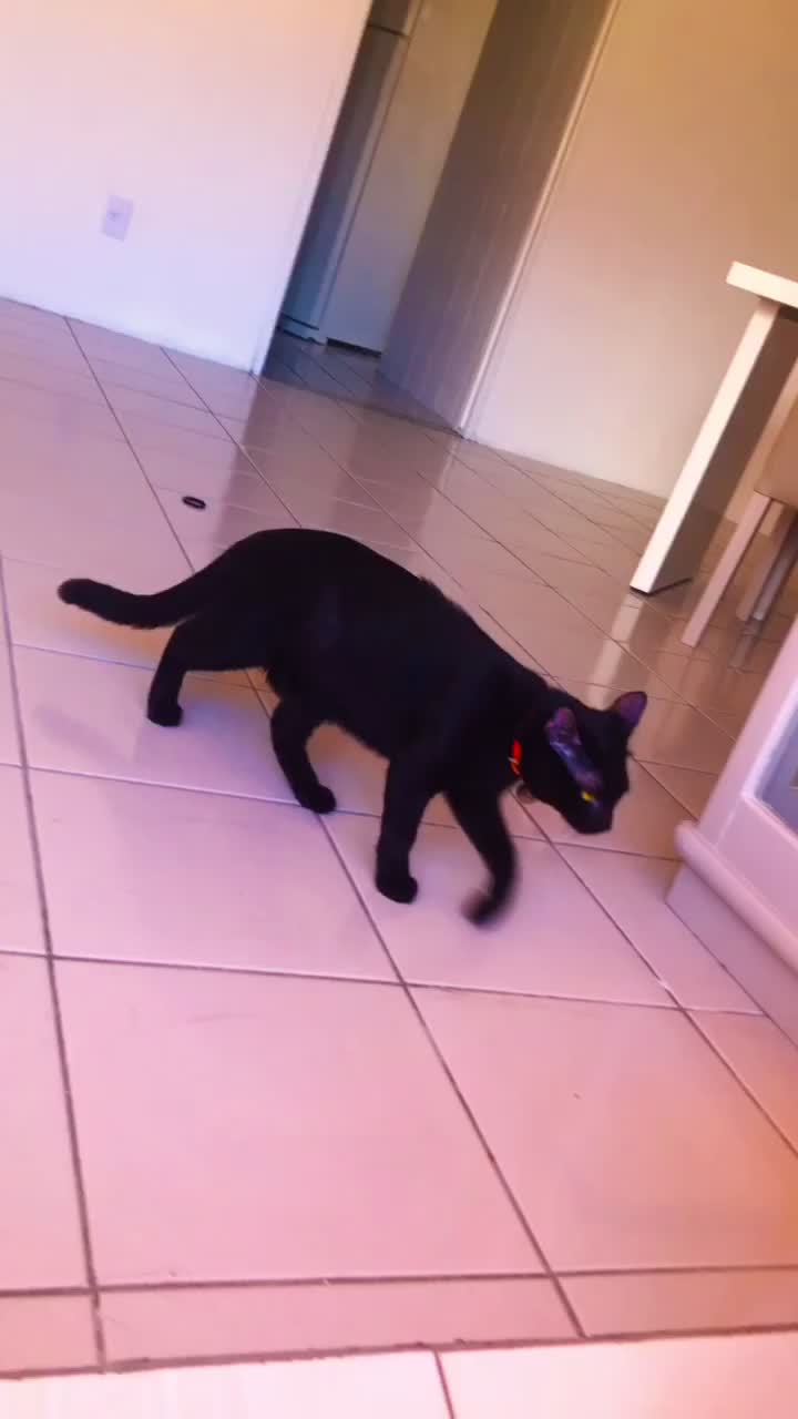 @🐱Cats🐱