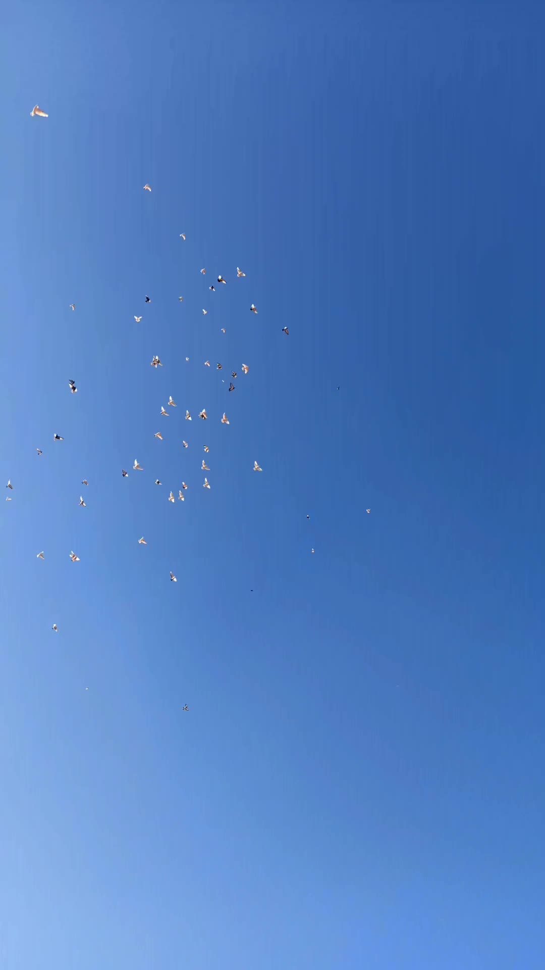 @ᴍᴜsᴛᴀғᴀ ᴄᴀᴍᴜʀʀ