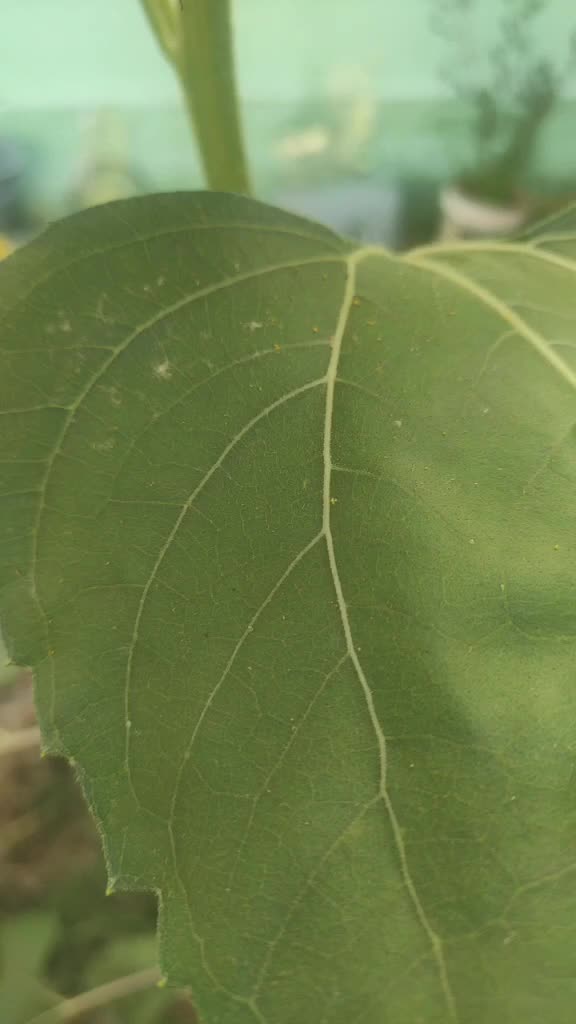 @chaithra paramesha