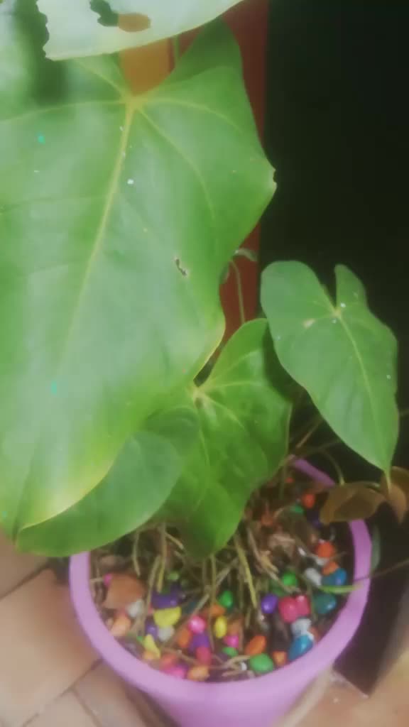 @praveen kumar.
